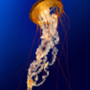 Meet your Posher, Molly